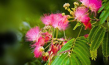属马夫妻间的和睦相处之道是怎样的