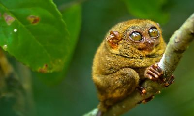 猪猴能克死另一方么