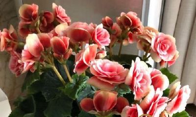 梦到自己种的花干死