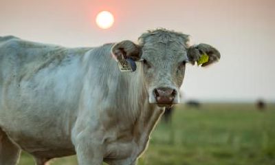 2021辛丑牛年农历十一月初一日是不是订婚吉日？