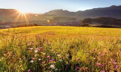 梦到地里掉许多豇豆種子