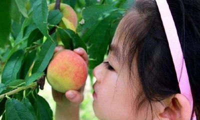 梦见别人摘桃子