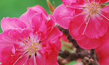 属马男人有什么缺点