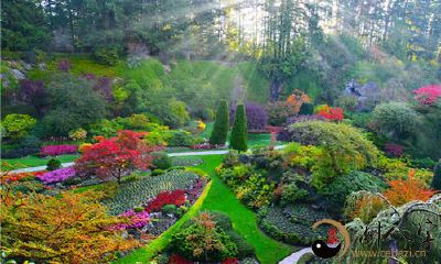 梦到一大片花苑