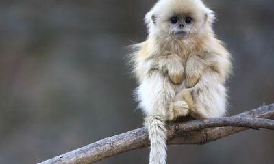 虎猴夫妻确实不上头吗