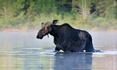 82狗与85牛相冲吗