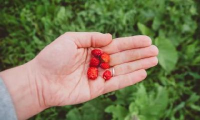 夏至的由来简介,夏至是不是到了夏天了？