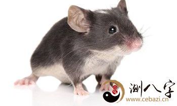 梦见衣柜里有耗子屎