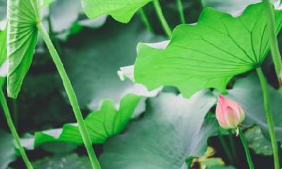 处暑交运是什么？交运时不能出门吗？