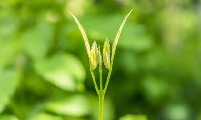 立春吃什么传统美食？立春的习俗有什么？