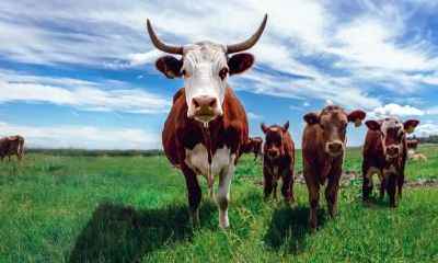 2021辛丑牛年农历十一月十三日是不是安床好日子？