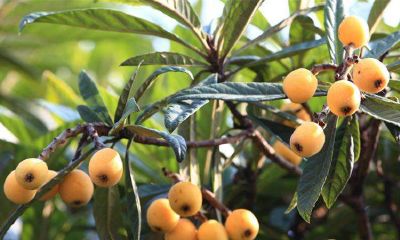 梦到栽了一颗非常大的桃树