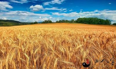 梦见稻谷被水冲跑