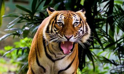 2022年属虎的是什么命？属虎人最苦命的出生时辰