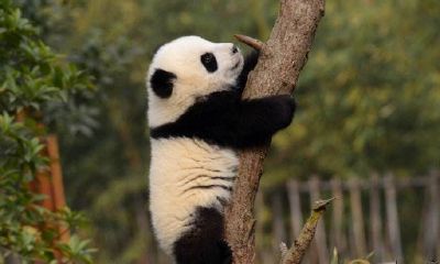 梦见爬树爬到一半又出来