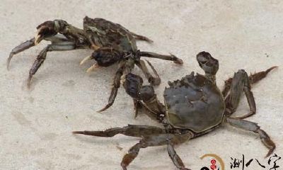 梦见很多螃蟹爬到家中