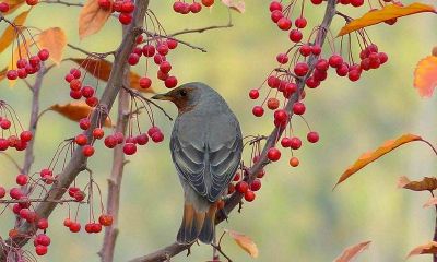 梦见画树木和鸟儿