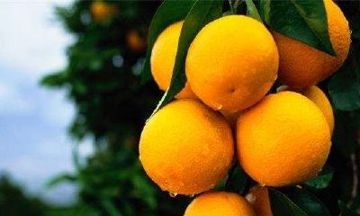 梦到树枝结得橘子