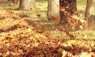 梦到吹落的树叶