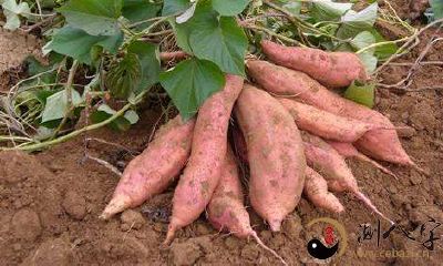 梦见在田里收地瓜