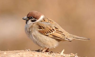 梦到渔钩钩住小鸟后皈依