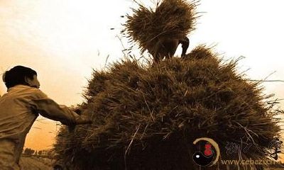 梦见车拉许多小麦