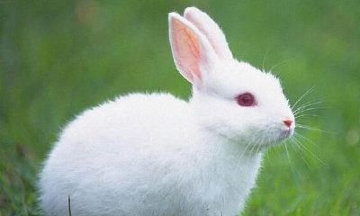 1999年属兔的人2020年运势及运程大全解析