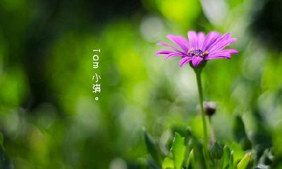 生肖兔2018年6月生肖运势好吗？