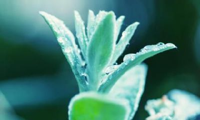 描写夏至节气的古诗词有哪些？夏至节气是什么气候？