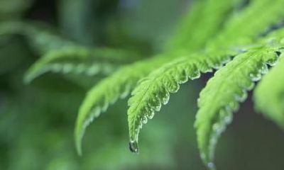 处暑节气下雨好吗？处暑完伏是什么意思？