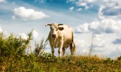 2021辛丑牛年农历十一月十二日适不适合出殡？