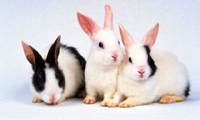 属兔的什么时辰出生最好