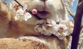 属兔的人2017年下半年运程详解