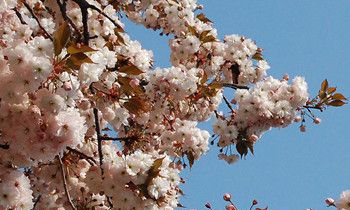 属兔人会如何应对职场冷遇