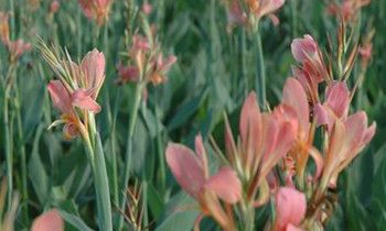 属兔女生发胖的原因