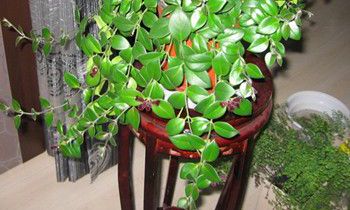 属兔爱情里的雷区是什么