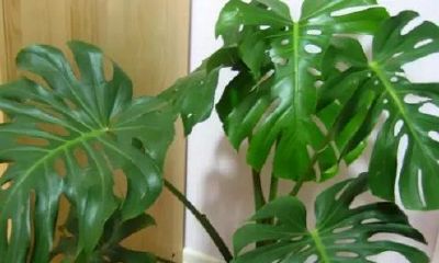 龟背竹风水寓意