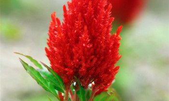 属兔媳妇如何搞定婆婆大揭秘