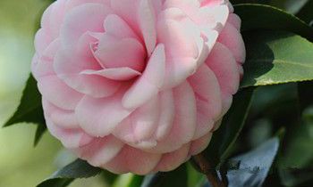 属兔人如何面对恋人的背叛