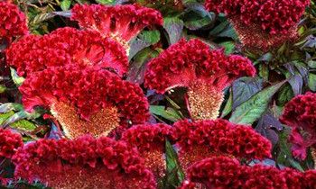 属兔人适合在哪个领域发展