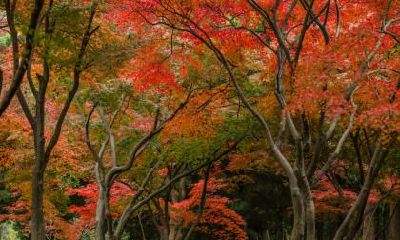 秋分日定为什么节？秋分日昼夜平分吗？