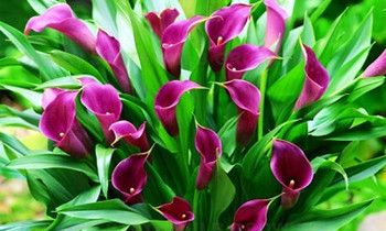 属兔人的爱情凶手是什么