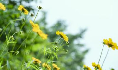 2020年春分是哪天？春分可以扫墓祭祖吗？