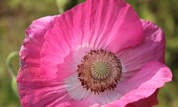 属兔人上辈子做的亏心事是什么