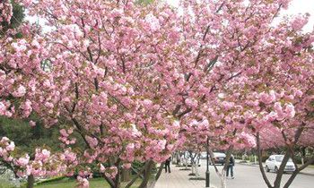 属兔最令人骄傲的优点是什么