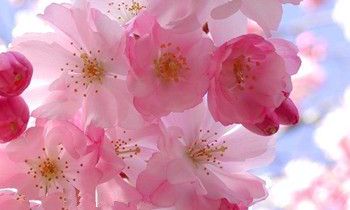 属兔男人有什么缺点