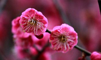 属兔人约会时应避免的错误是什么