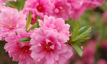 属兔男人都有哪些优点