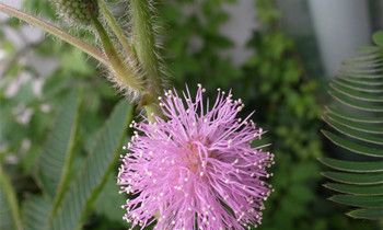 属兔人对于双手抱肩这个动作什么时候会做出来