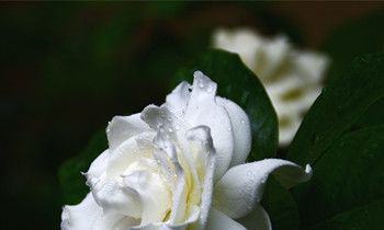 属兔女人有什么缺点